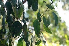 Eucalyptus hallii
