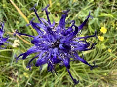 Phyteuma hemisphaericum