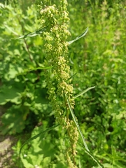 Rumex