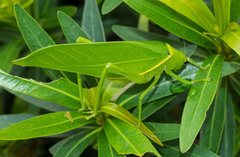 Paracaedicia serrata