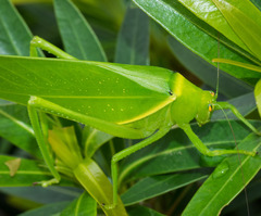 Paracaedicia serrata