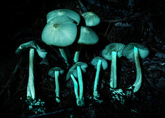 Entoloma holoconiotum