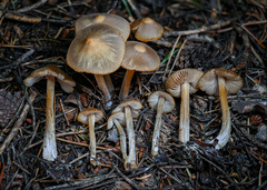 Entoloma holoconiotum