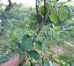 Cotoneaster insignis