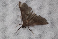 Renia flavipunctalis