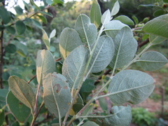Cotoneaster insignis
