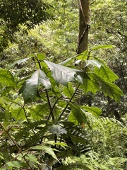 Aucuba obcordata