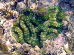 Sclerophyllia maxima