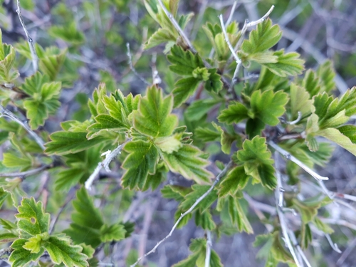 Holodiscus discolor
