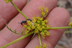 Cymopterus petraeus