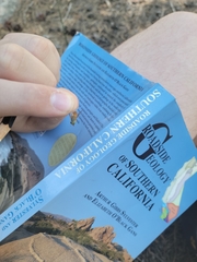 Tabanus nigrovittatus