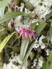 Bulbophyllum japonicum