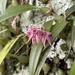 Bulbophyllum japonicum - Photo (c) mu9400, algunos derechos reservados (CC BY-NC)