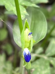 Commelina communis