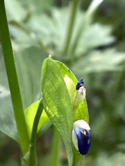 Commelina communis