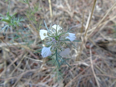 Nigella arvensis