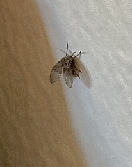 Clogmia albipunctata