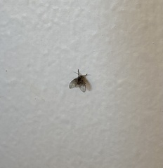 Clogmia albipunctata