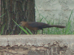 Quiscalus mexicanus