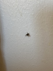 Clogmia albipunctata