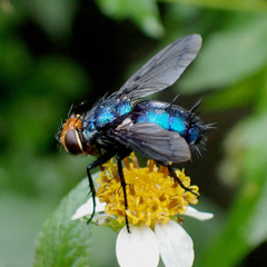 Silbomyia cyanea