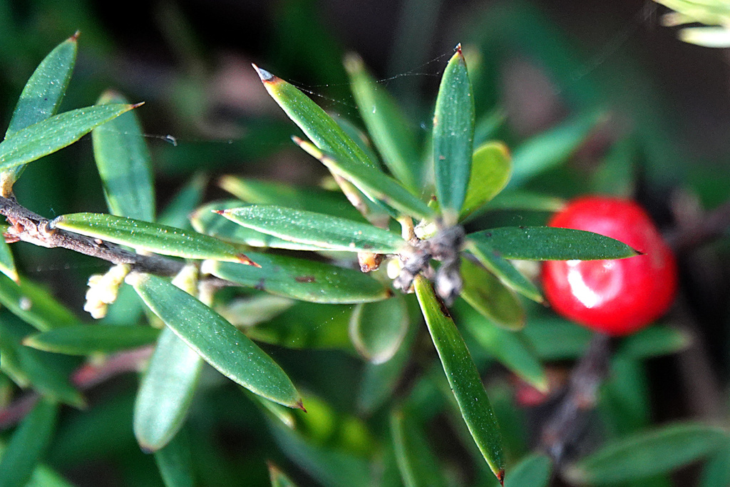 Ground Berry
