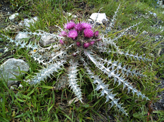 Carduus carlinoides