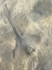 Speckled Maskray photo 2