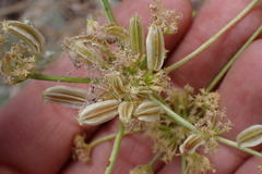 Cymopterus petraeus