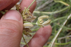 Cymopterus petraeus