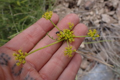 Cymopterus petraeus