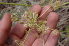 Cymopterus petraeus