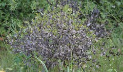 Baptisia nuttalliana