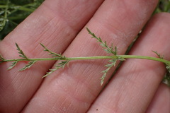 Cymopterus petraeus