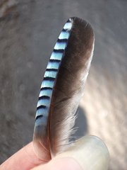 Garrulus glandarius atricapillus