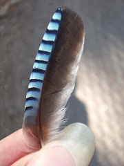 Garrulus glandarius atricapillus