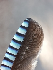 Garrulus glandarius atricapillus