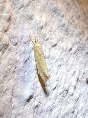 Ypsolopha nella