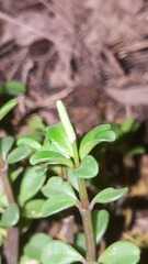 Peperomia tetraphylla