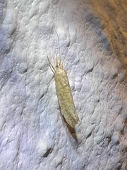 Ypsolopha nella