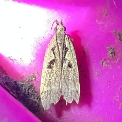 Dichomeris bilobella