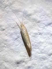 Ypsolopha nella