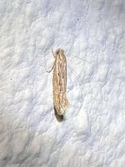 Ypsolopha sp-sw