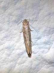 Ypsolopha sp-sw