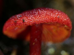 Cortinarius vinicolor