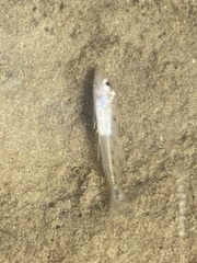 Sillago ciliata