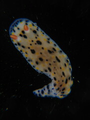 Hypselodoris sagamiensis