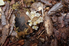 Pityopus californicus