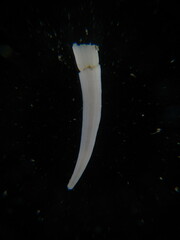 Dentalium