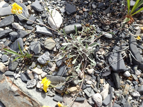Image of Physaria calderi by no rights reserved